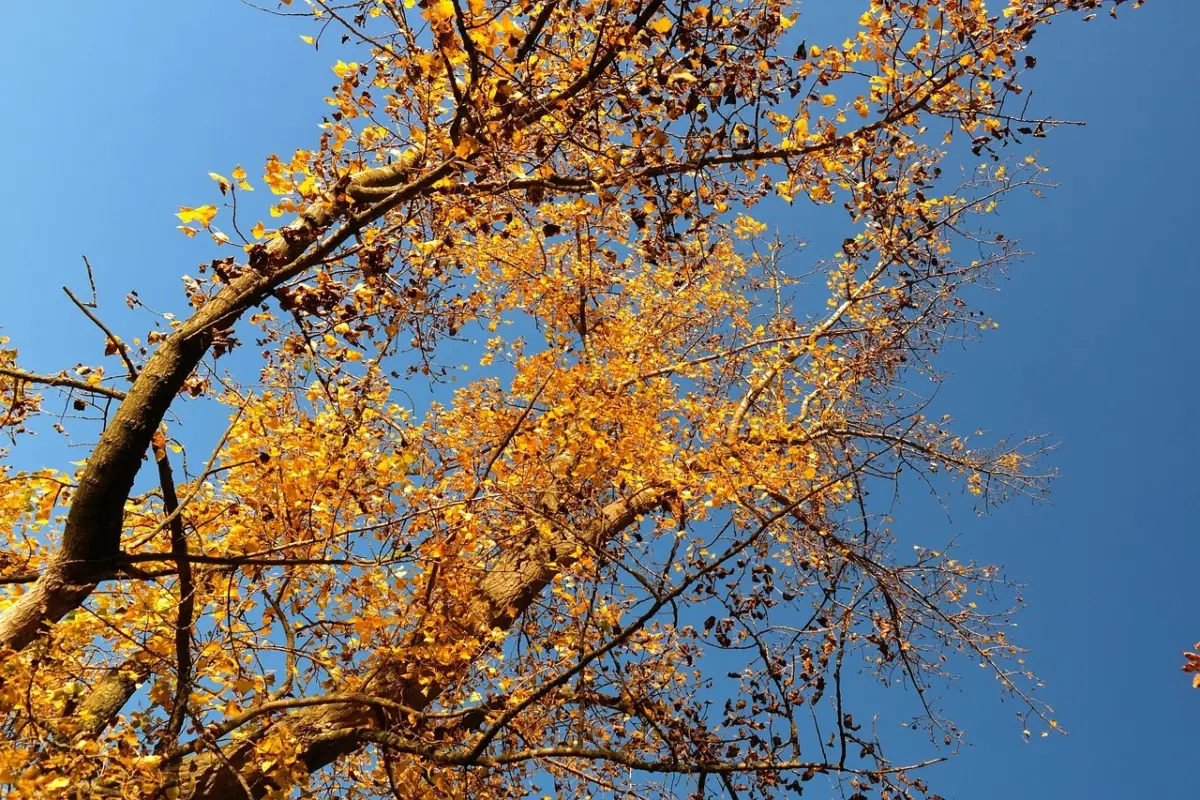 Attenzione: se il tuo albero perde le foglie in questo modo potrebbe essere malato