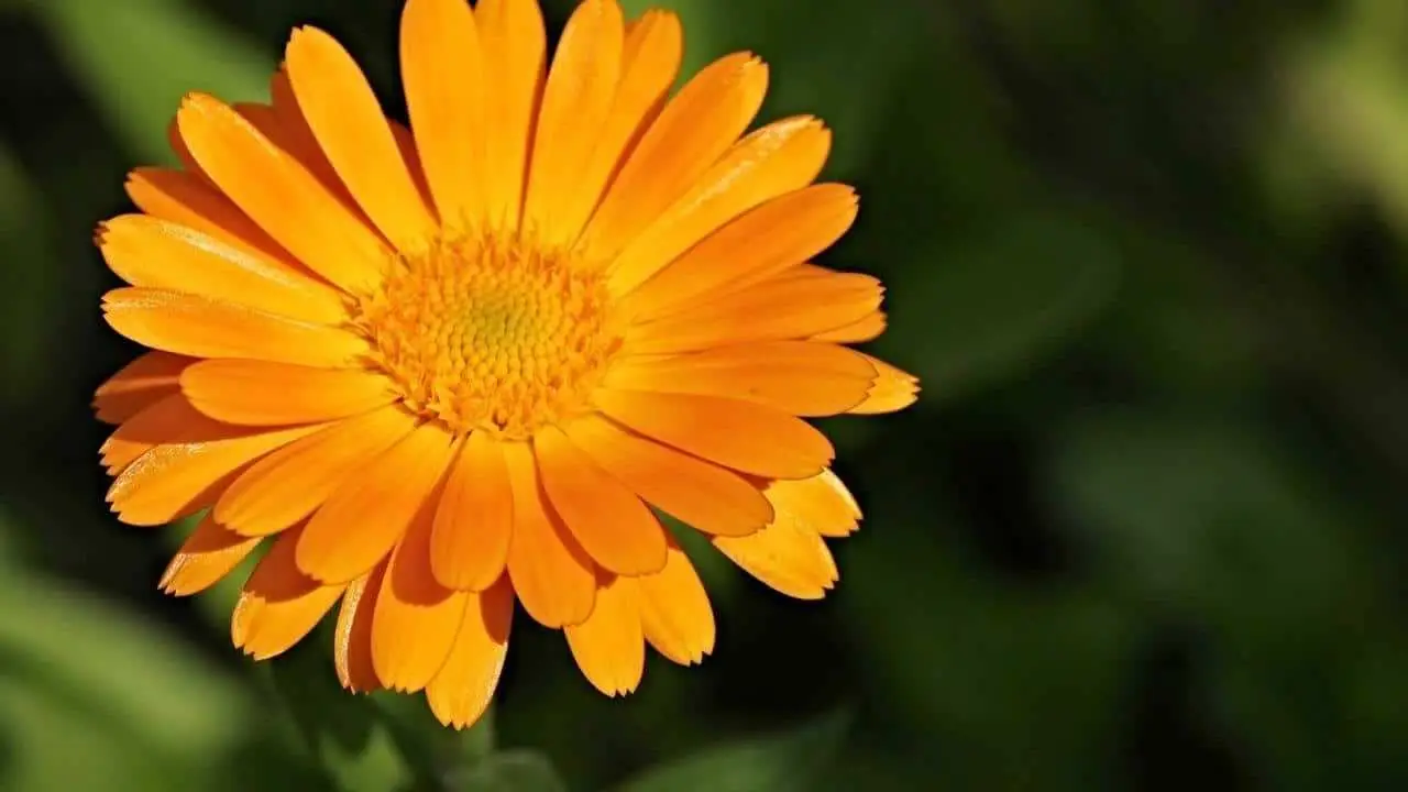 Non è solo una pianta ornamentale: ecco le sorprendenti proprietà nascoste della calendula