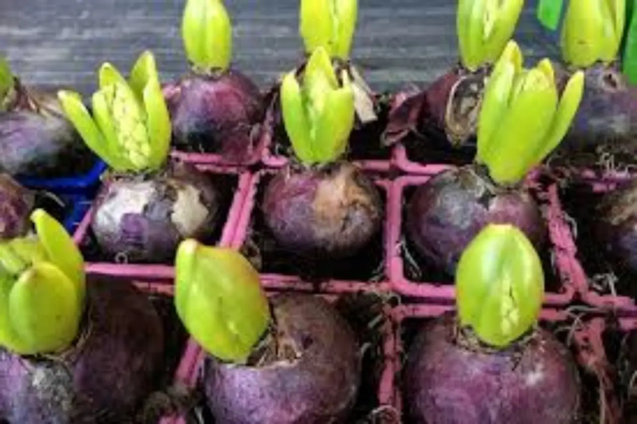 La pianta che sfonda la terra con radici profonde decine di metri: ecco a cosa serve