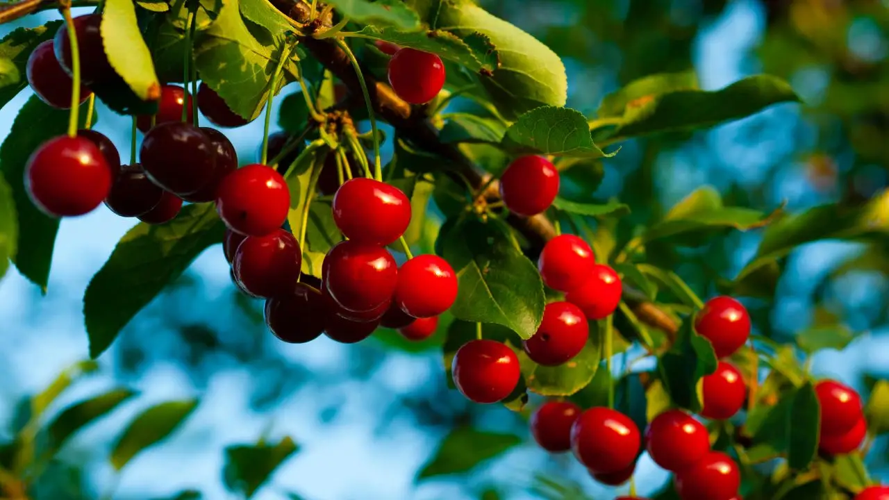 Non fare questo al ciliegio in inverno: rischi di compromettere il raccolto
