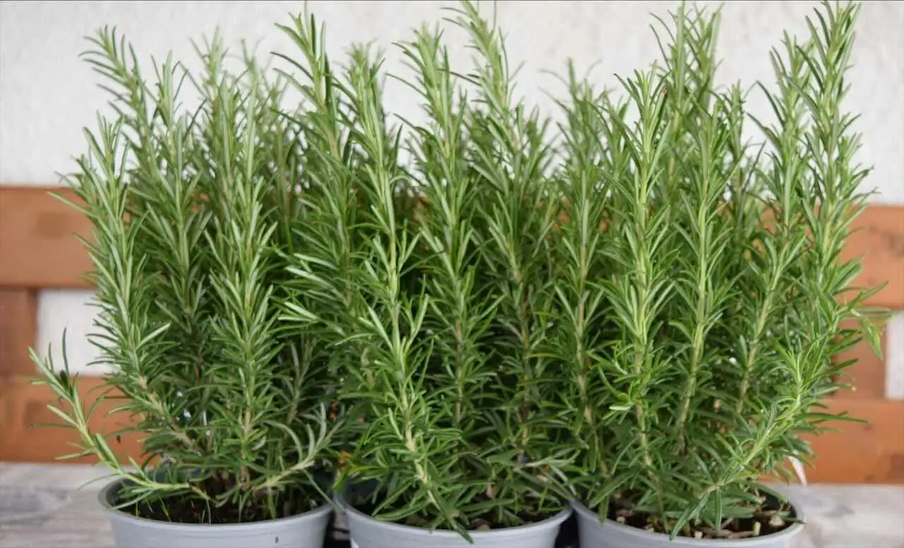 Non piantare mai questo vicino al rosmarino: ecco perché deperisce e muore