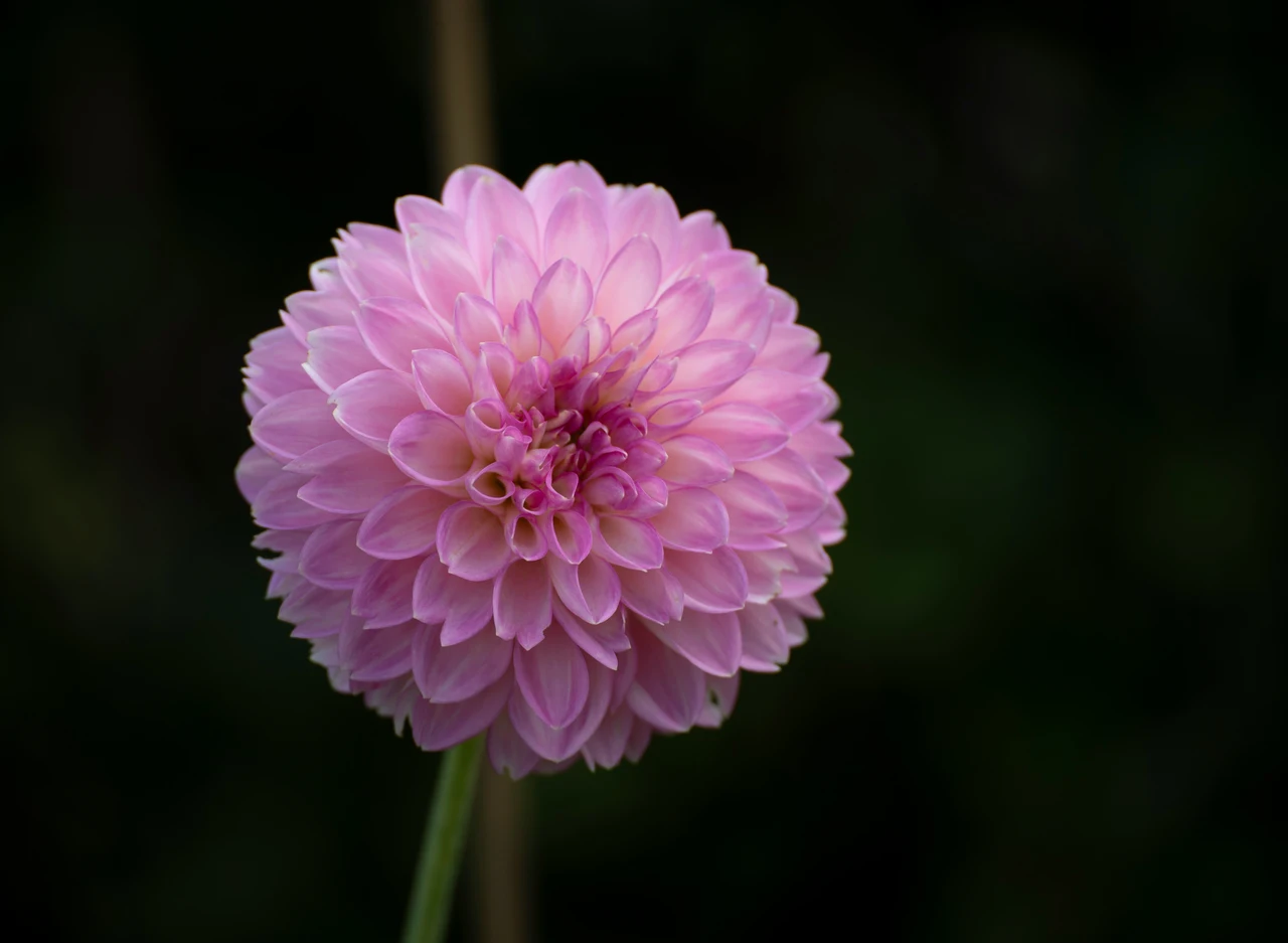 Pianta i bulbi di dalia in questo modo per avere fiori spettacolari tutta l’estate
