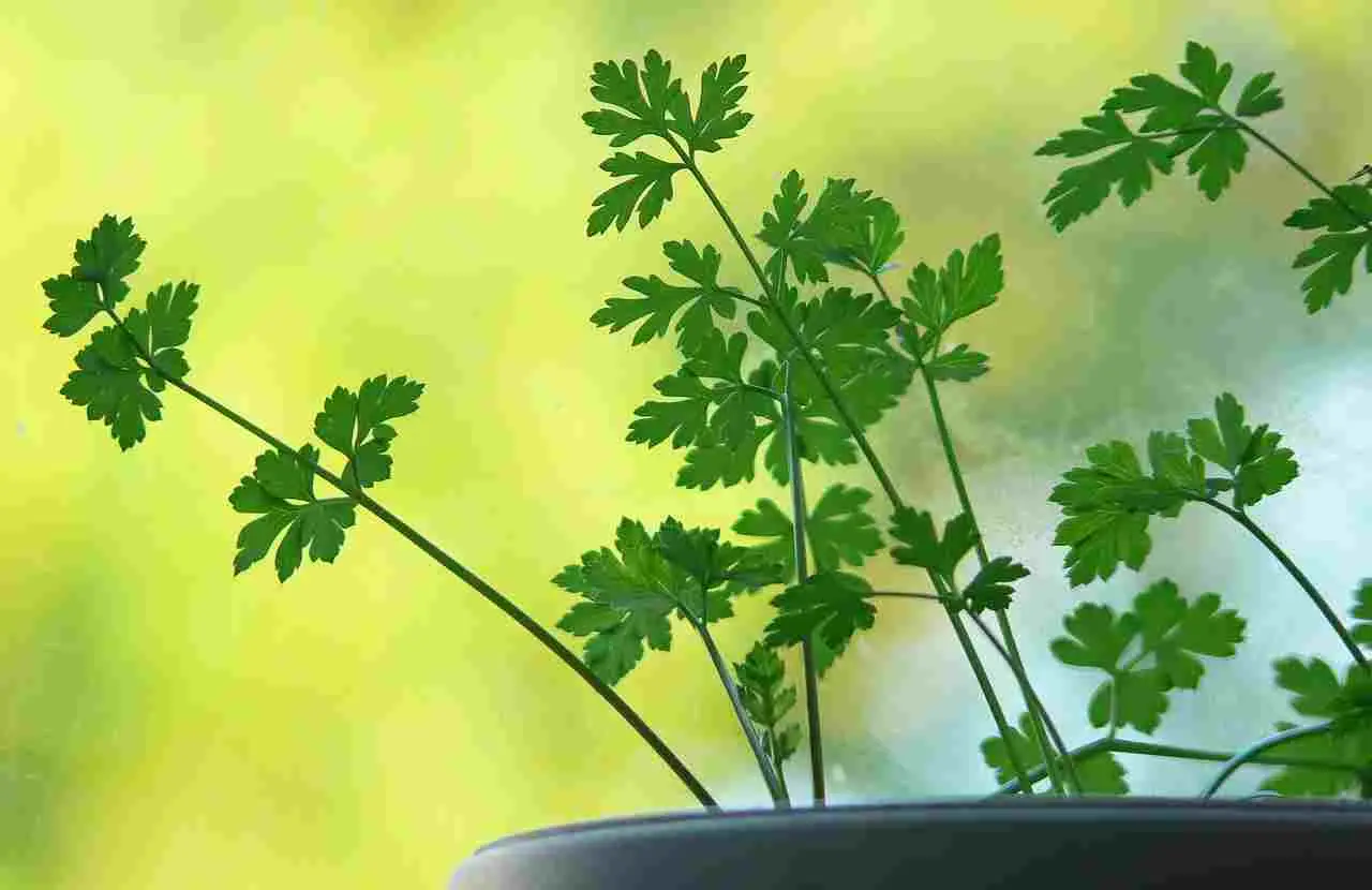 Tieni una pianta di ruta in casa o in giardino: ecco perché è considerata magica