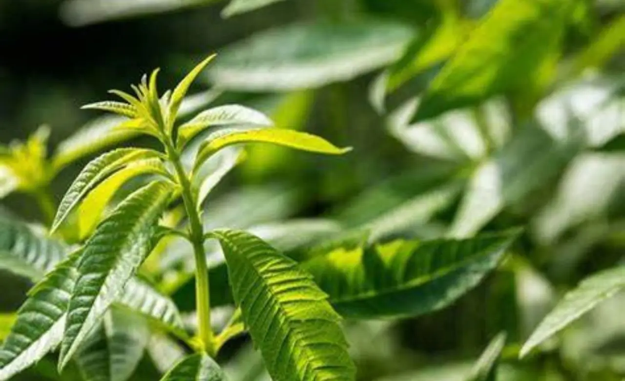 Basta prodotti chimici: ecco le 10 piante anti zanzare più efficaci da mettere subito in giardino