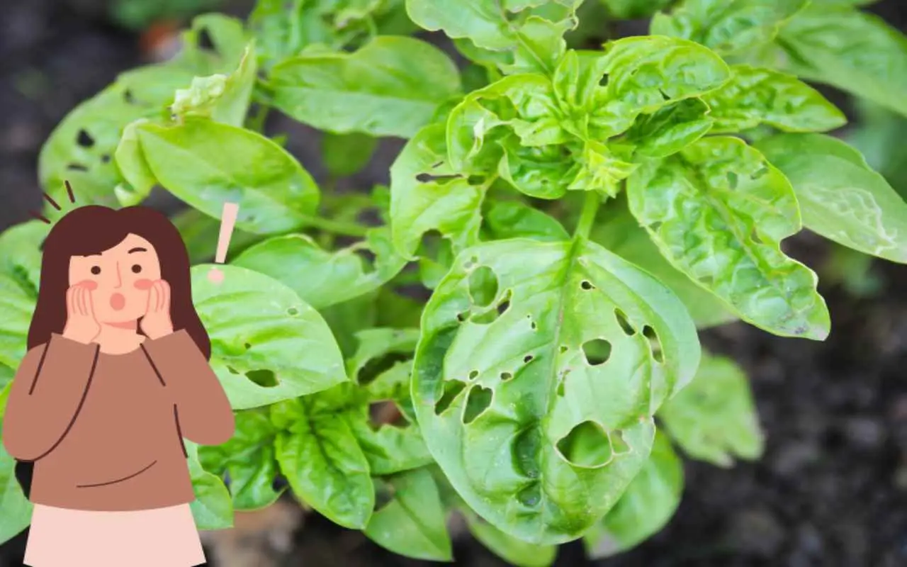 Attenzione a queste piante: attirano insetti dannosi