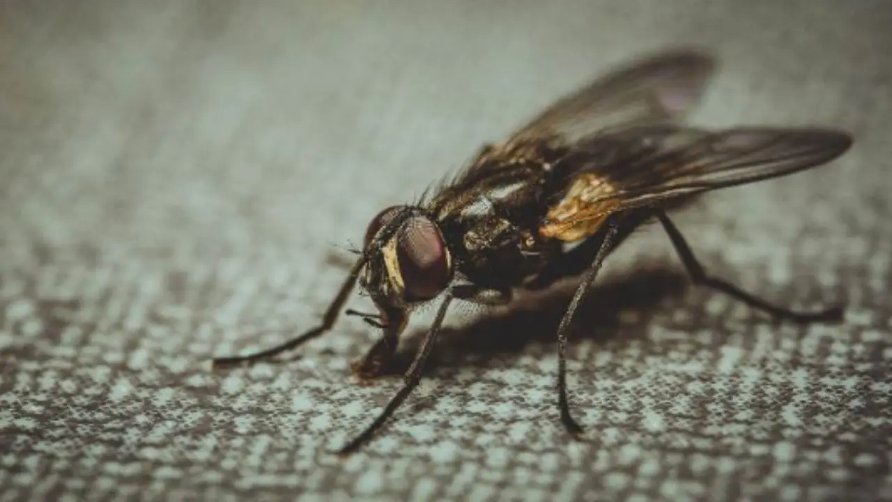 Non uccidere mai questi insetti comuni in casa tua: ecco perché ti stanno aiutando