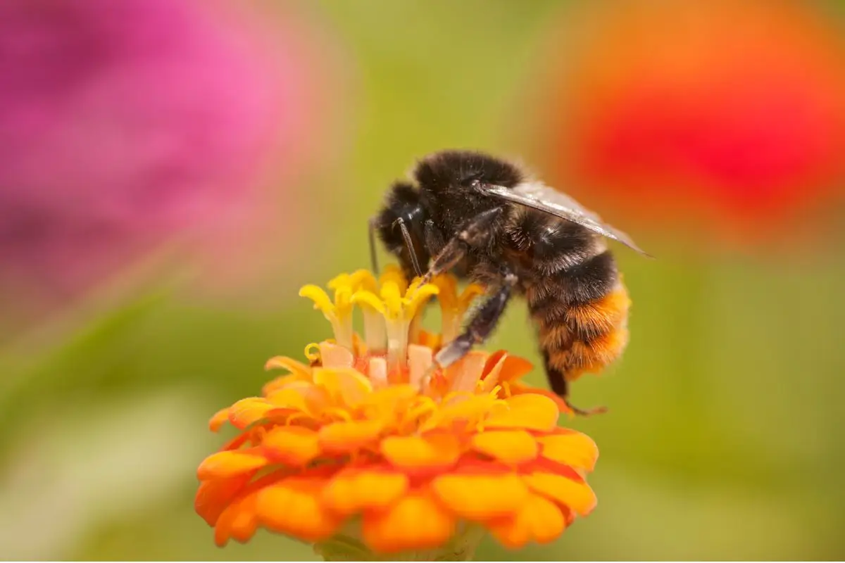 Piante che attirano api e farfalle