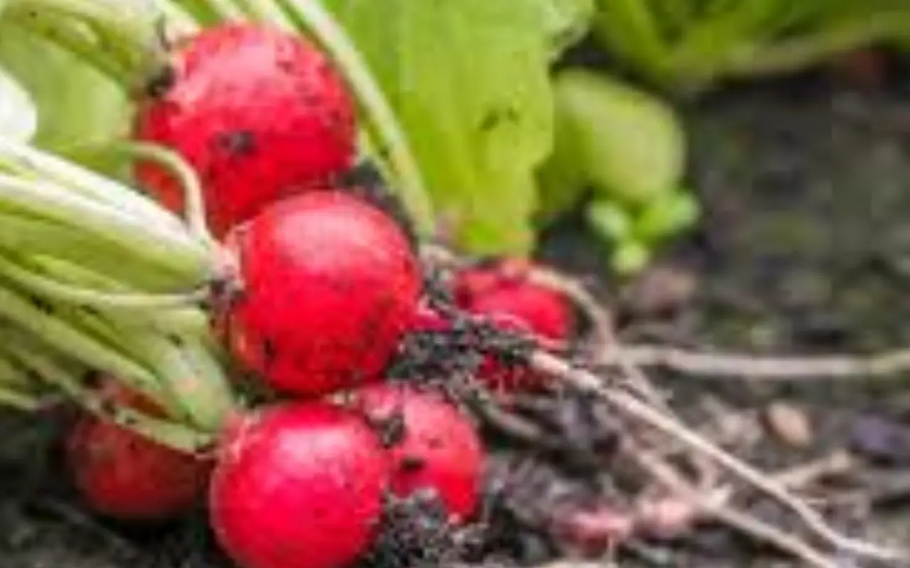 Come si fa a coltivare i ravanelli nell’orto? La verdura veloce che cresce in un mese