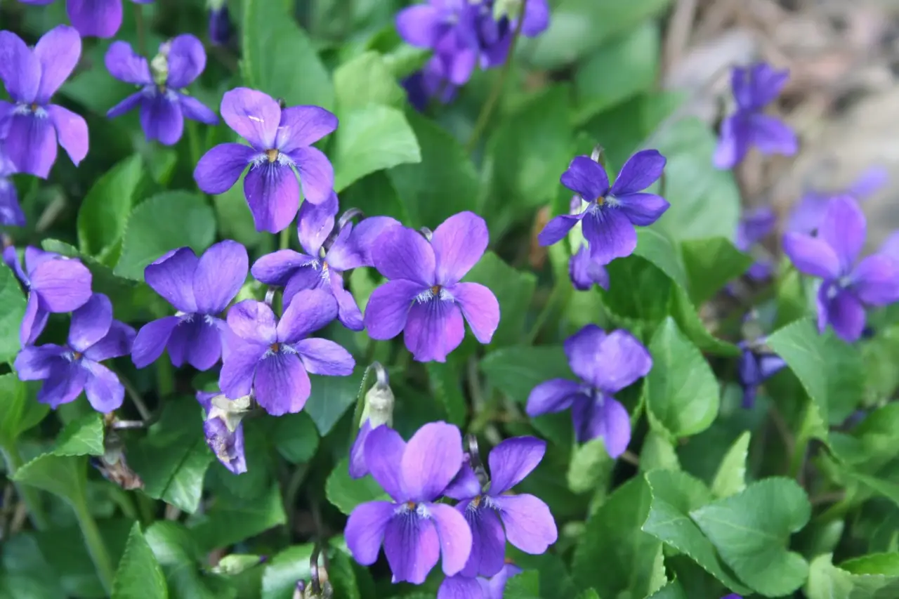 Quali sono i fiori da piantare in autunno per un giardino primaverile? Viole, primule e narcisi