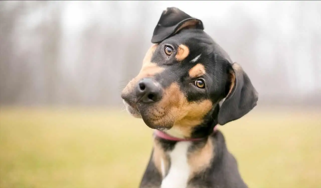 Hai un cane, quali sono le assicurazioni che coprono i danni e le spese veterinarie?